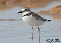 Charadrius wilsonia